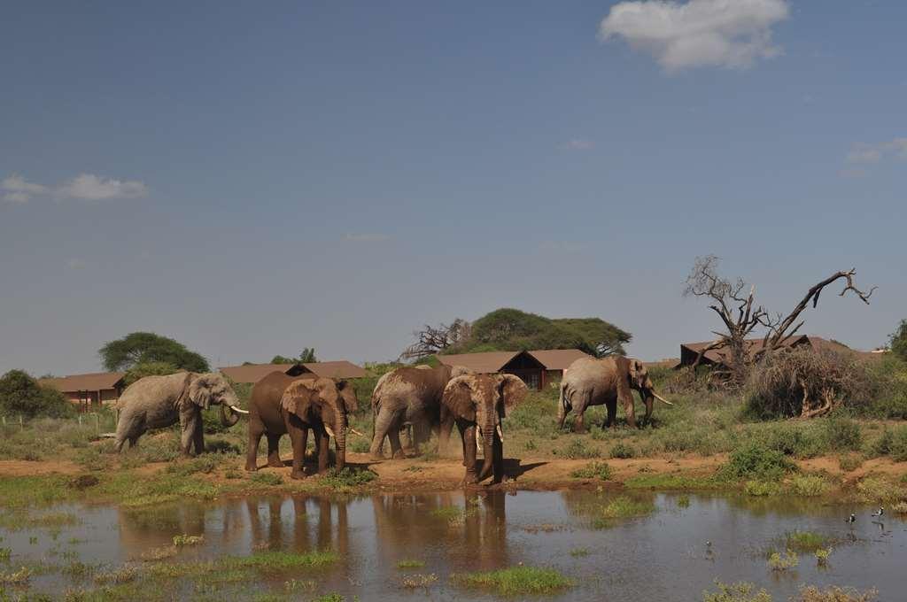 Отель Kilima Safari Camp Oloitokitok Экстерьер фото